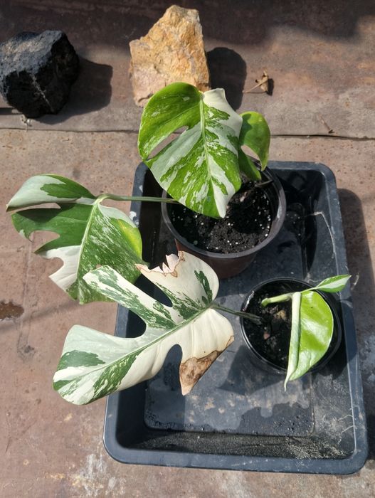 Монстера Альба, монстера вариегатная. Епипремнум