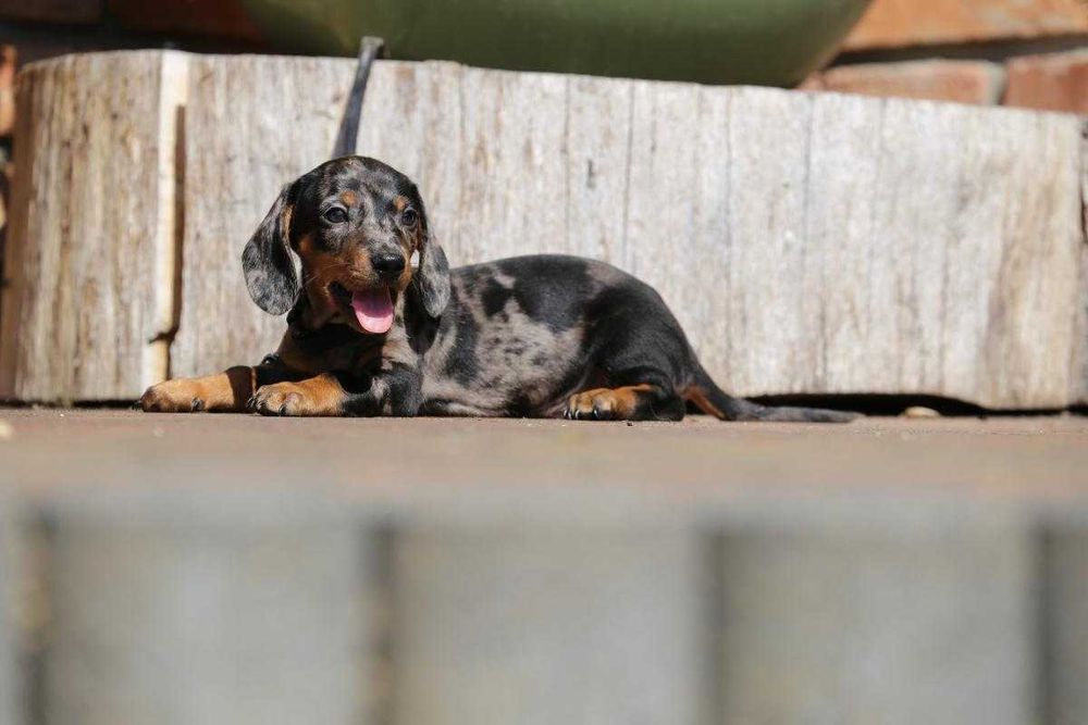 Jamnik blue-merle szczeniak