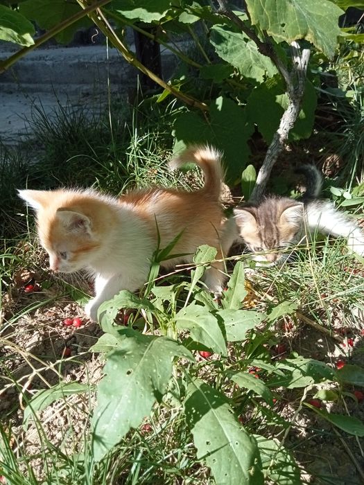 Отдам в хорошие руки котят