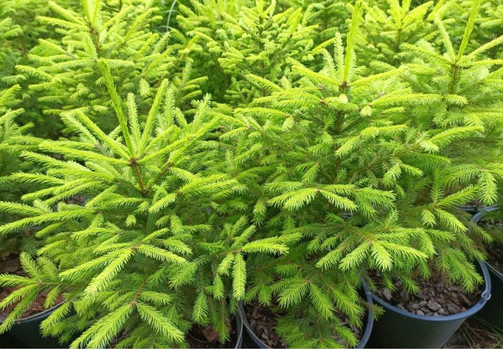 Продам саджанці ялини європейсько ялини звичайної сосни смереки