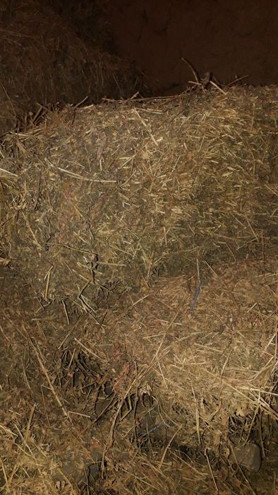 Продам сено - люцерка
