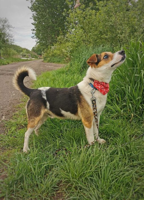 Rio - trikolorowy przystojniak poleca się do adopcji.