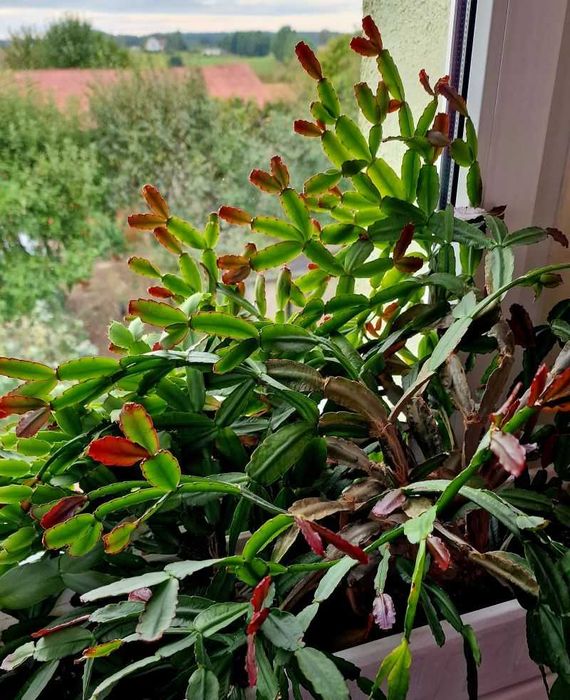 Kaktus wielkanocny sadzonki