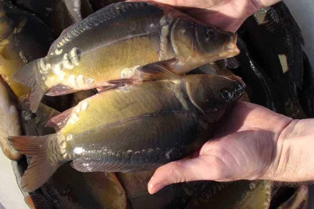 Karp Kroczek Zarybienie