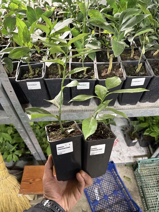 Апельсин, лимон, мандарин