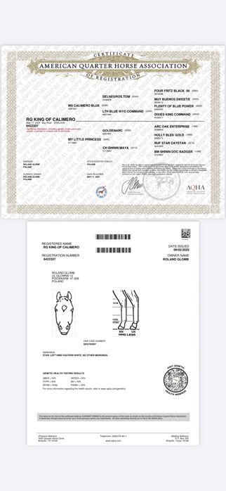 Ogierek quarter horse bay roan