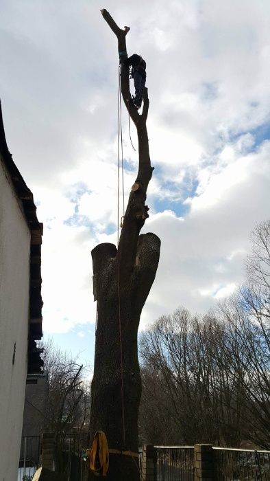 Wycinka Korekcja Drzew