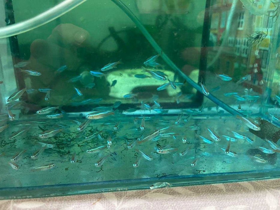 Неон блакитний(Paracheirodon innesi)