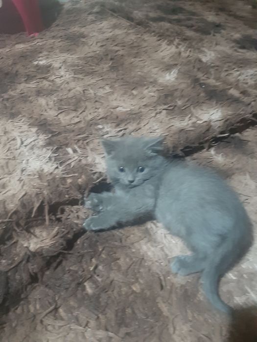 Віддам в хороші руки