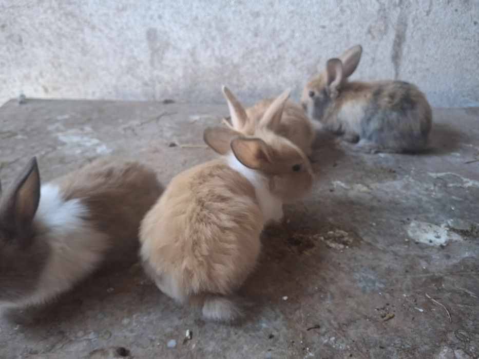 Coelhos muito bonito com o pêlo comprido