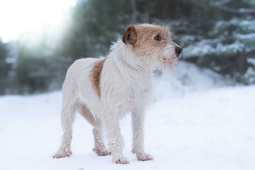 Piękna delikatna sunia Astrid w typie terrier szuka kochającego domu