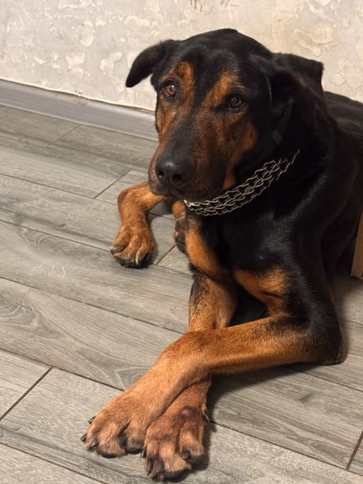 Безкоштовно у добрі руки