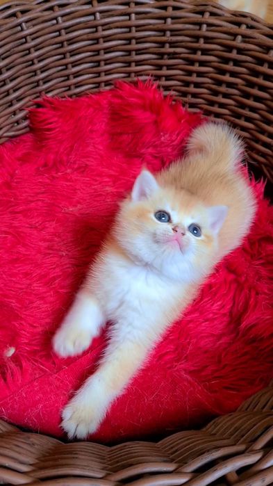 Плюшевые огоньки золотая шиншилла