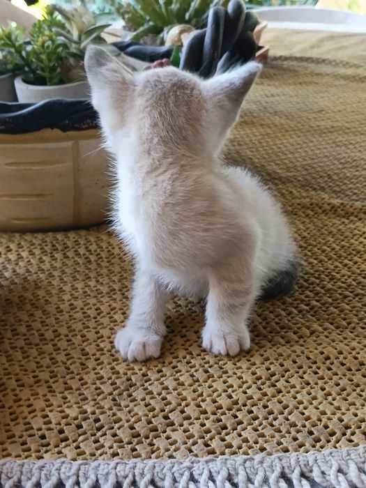 Gatinhos com um mês e meio para adopção...