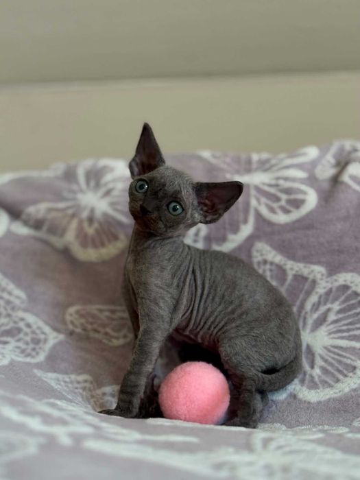 Devon Rex kotka z rodowodem FPL