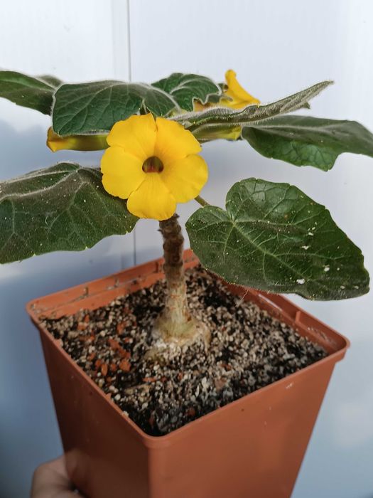 Uncarina roeoesliana