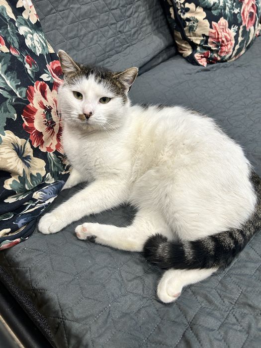 Edek czeka na nowy dom ! Stowarzyszenie KociMiętka