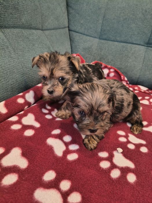 Yorkshire terrier pieski