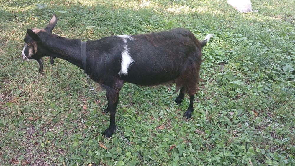 Коза молочна. Ціна договірна