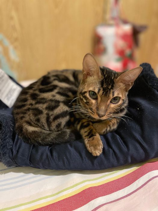 Котята котики отдам  котенок девочка