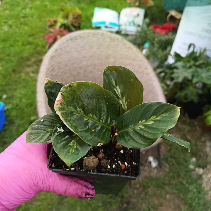 calathea/kalathea Maui Queen kilka małych sadzonek