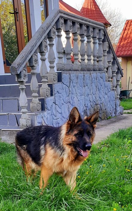 Шикарна та ефектна
