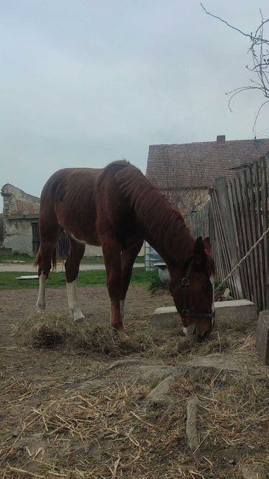 Wałach śląski roczny