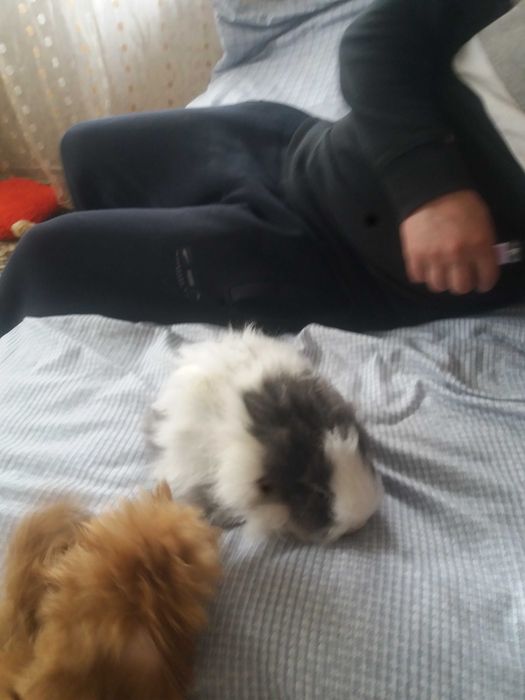 Кролик дівчинка Бусінка