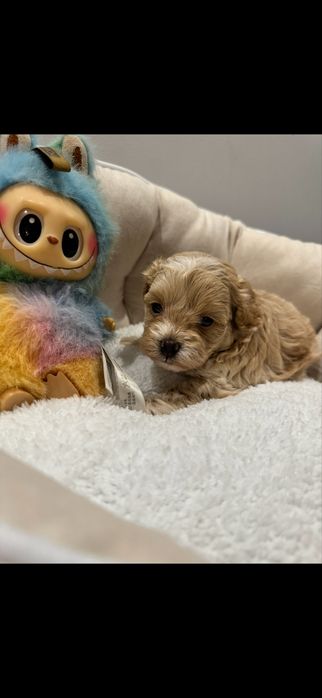 Мальтіпу красуня