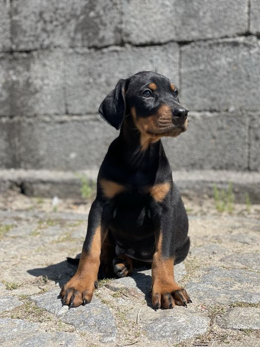 Dobermann TOP linhagem