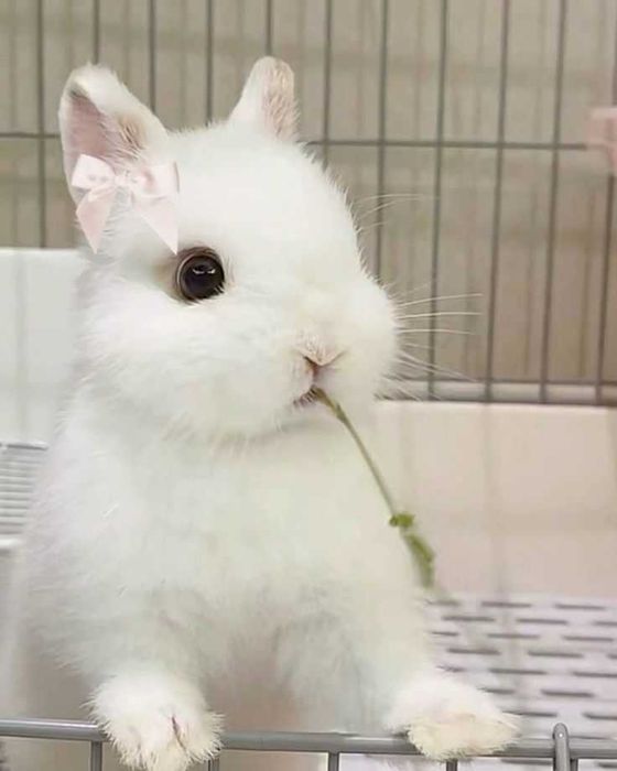 Coelhos anões,KIT completo, gaiola novas , alimentação adequada