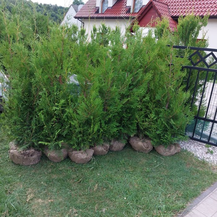 Tuja thuja Barbant Brabanty 150-170 cm kopane z gruntu