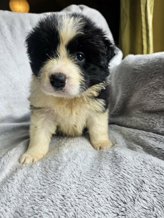 Suczka Border Collie ZKwP FCI