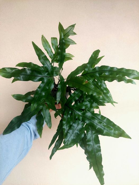 Planta Samambaia Jamaica