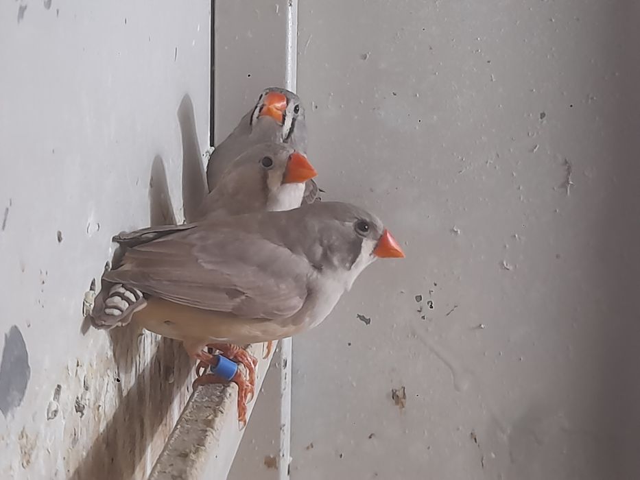 Mandarins para cedência