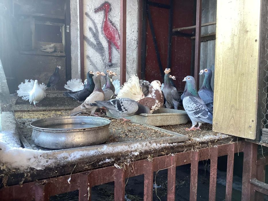 Sprzedam gołębie pawie