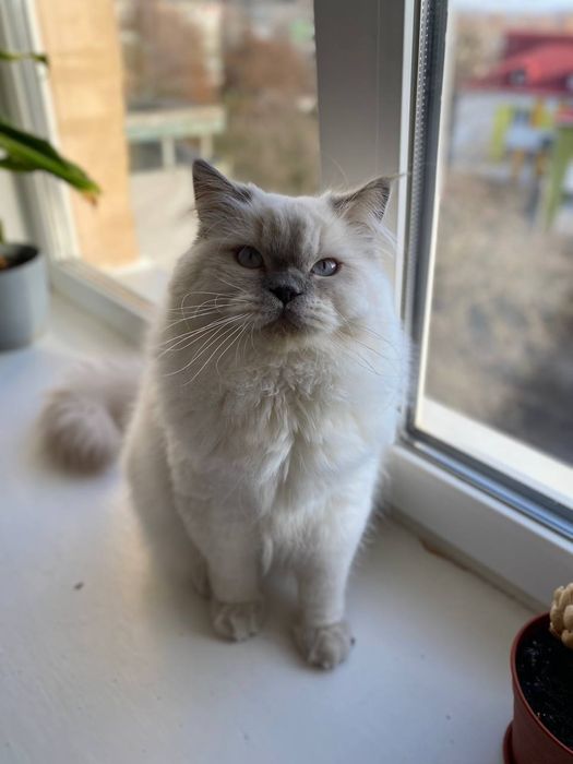 Скотіш страйт хайленд