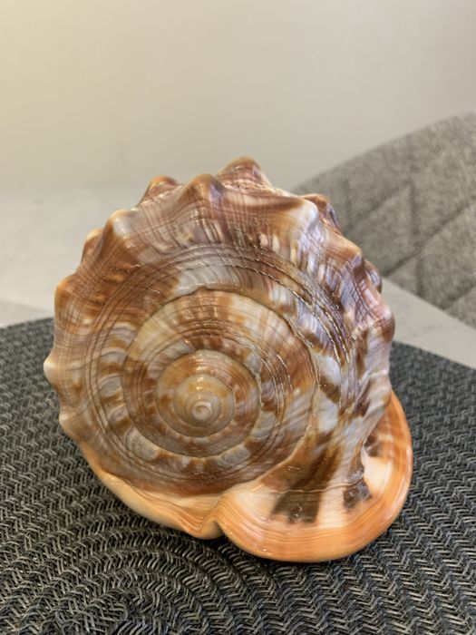 Морская ракушка из о.Маврикий