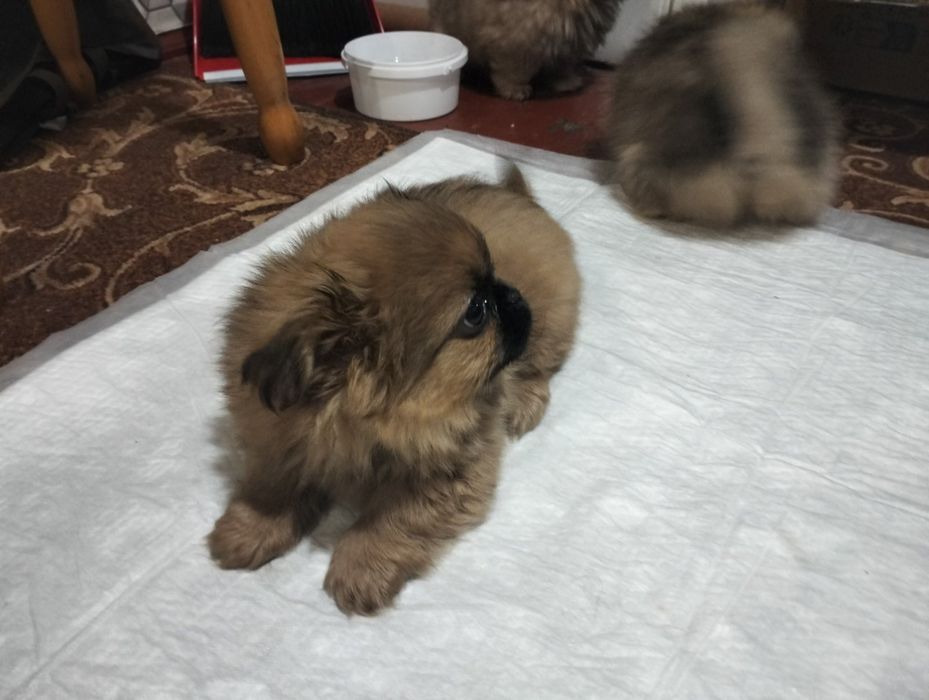 Продам щенят пекінеса