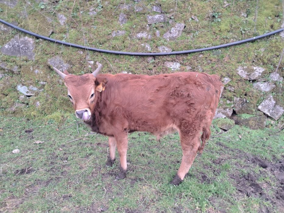 Vitelo barrosã  zona centro