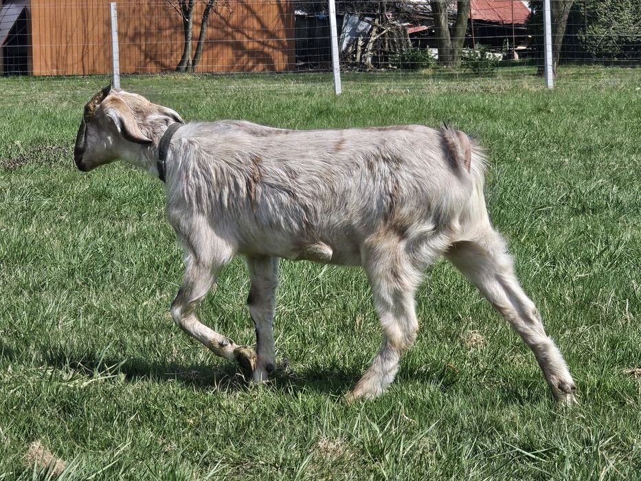 Kozy anglonubijskie/koziołki