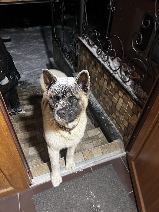 Акіта Американська для вʼязки, парки! Хлопчик