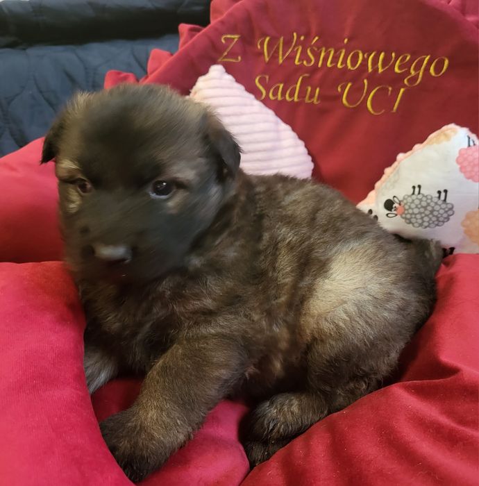 Owczarek niemiecki piesek