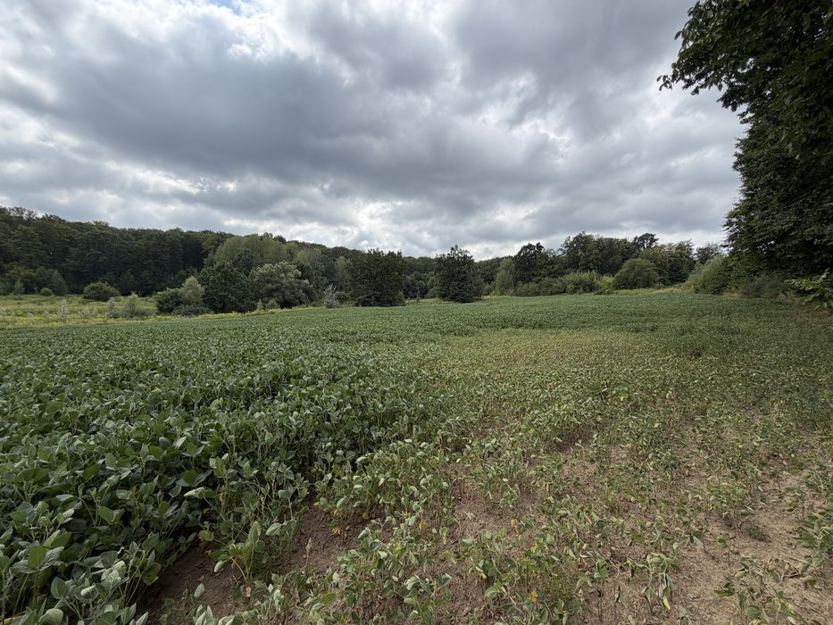 Земельні ділянка під лісом!