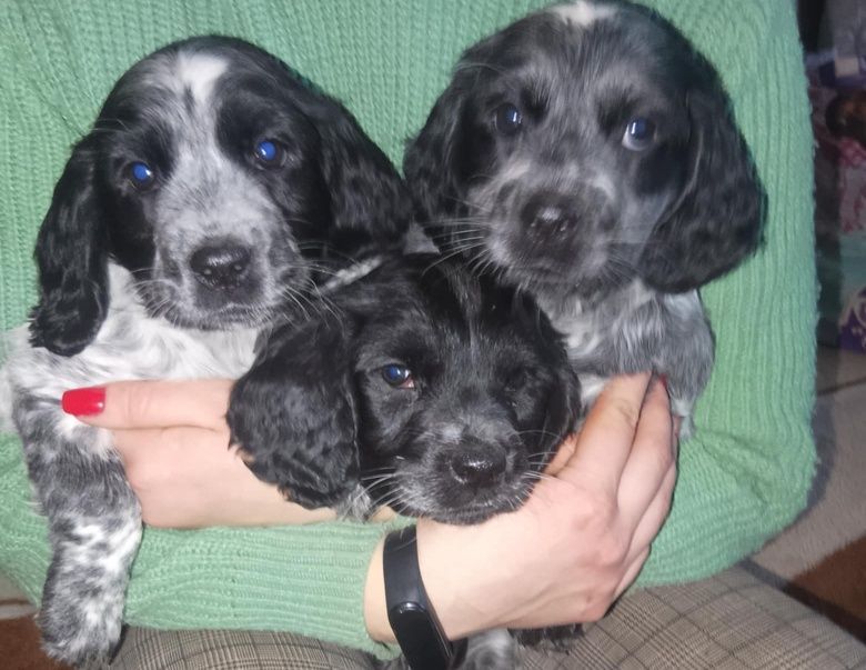 Цуценята спаніеля