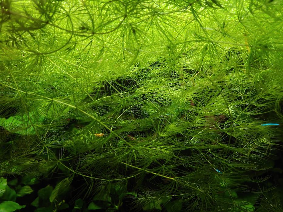 Rogatek duża porcja 3L