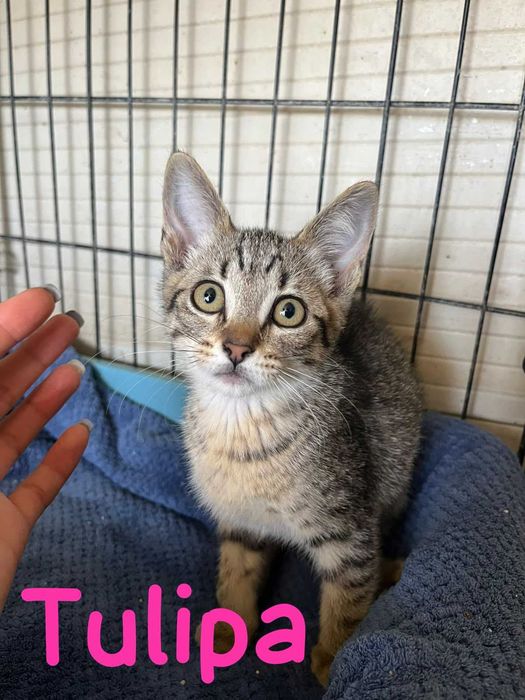 Tulipa - Gatinha para adopção