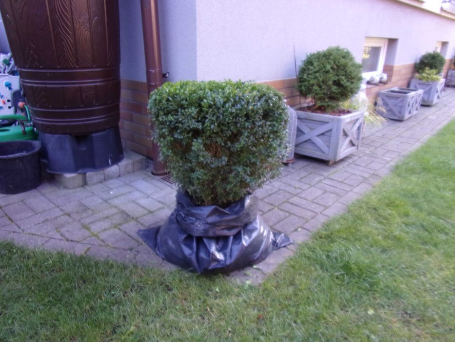 kula bukszpan duży 70x65cm odbiór Olsztyn gratisy