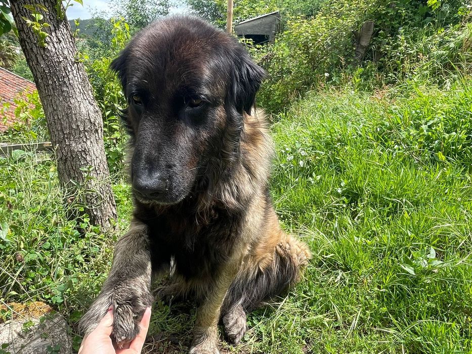 Cão para adoção (Serra da Estrela). Portuguese Shepard dog for adoption