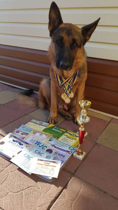 Німецька вівчарка, кобель